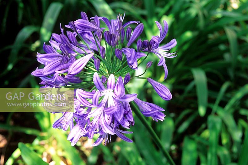 Agapanthus praecox - Blue lily