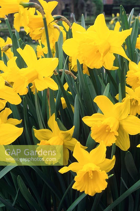 Narcissus spp. - Daffodils 