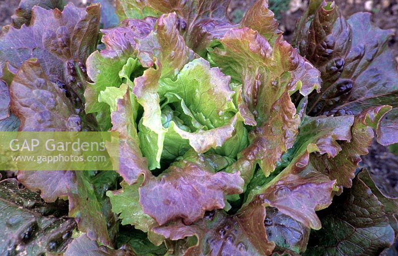 Lactuca sativa - Lettuce