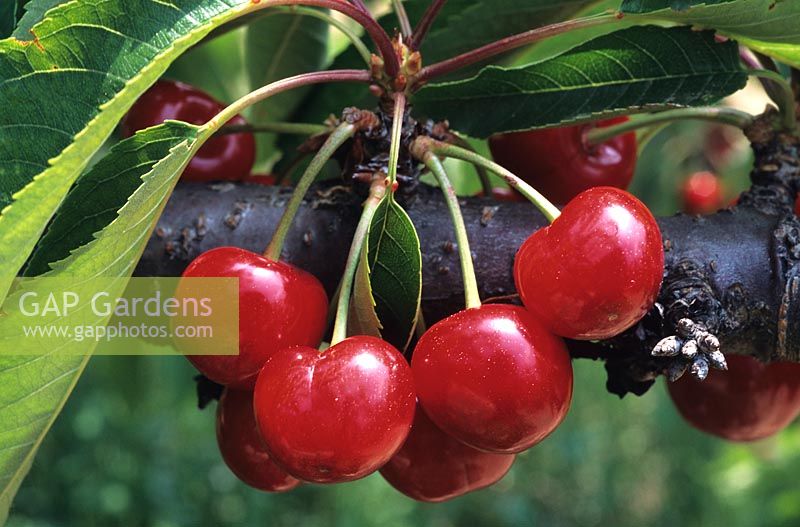 Prunus cerasus - Cherry 