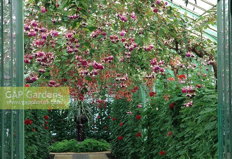 Flowering Fuchsia trailing from ceiling of glasshouse. 