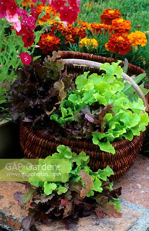 Harvested salad leaves in basket. 