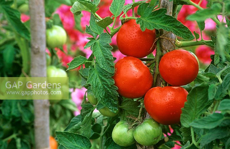 Lycopersicon esculentum 'Montfavet' - Tomato 'Montfavet'