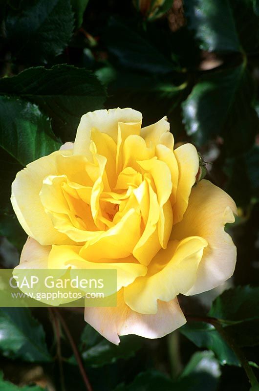 Rosa 'Golden Showers' - Rose 'Golden Showers' 