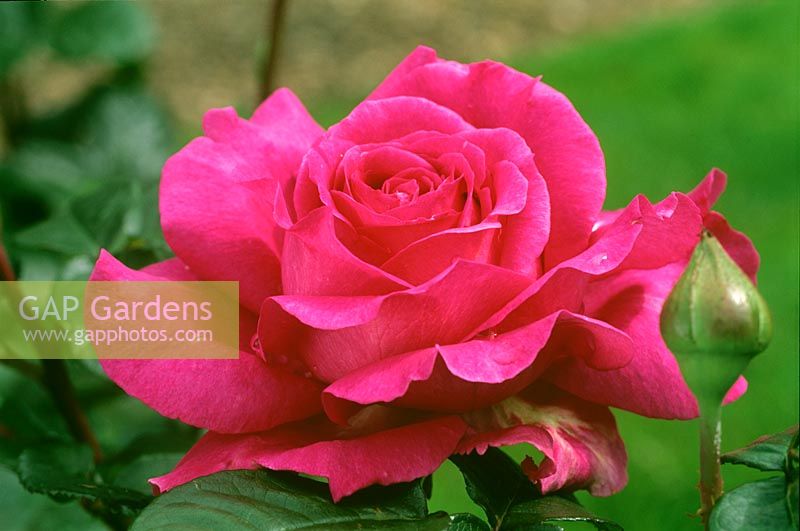 Rosa 'Chartreuse de Parme' - Hybrid Tea Rose 