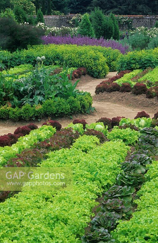 Formal vegetable garden with rows of lettuces. 

