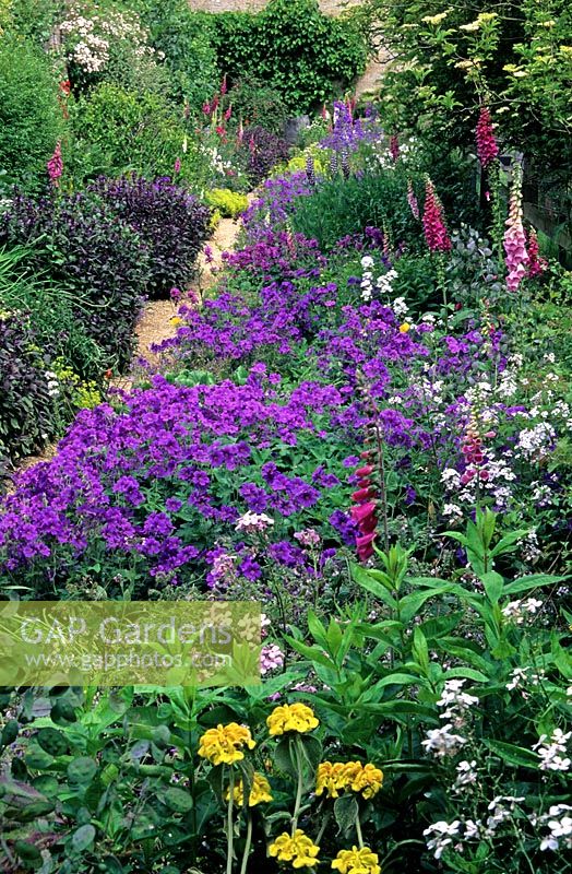 Mixed flowerbed with foxgloves,  Hesperis matronalis and geraniums. 
