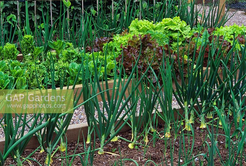 Raised beds with Allium cepa - Onions and Lactuca sp - Lettuce 