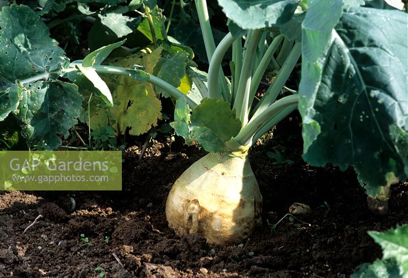 Brassica napus - Swede or Rutabaga - plant growing in ground