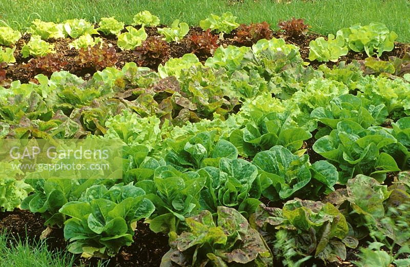 Lactuca sativa - Lettuce - different varieties in a bed