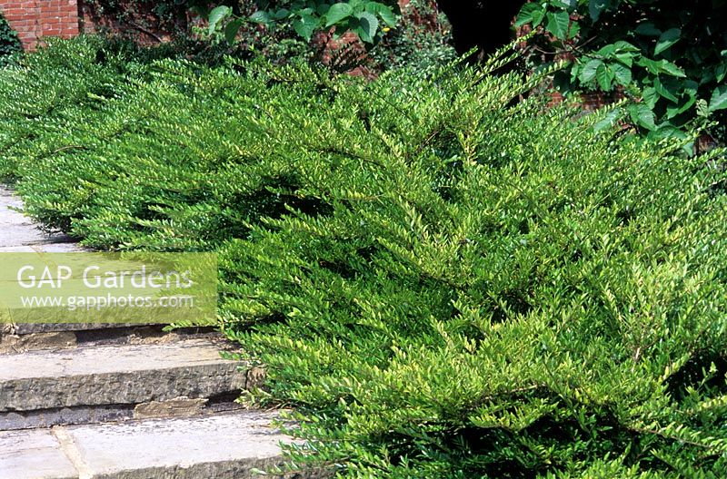 Lonicera pileata - Privet Honeysuckle - low hedge beside steps