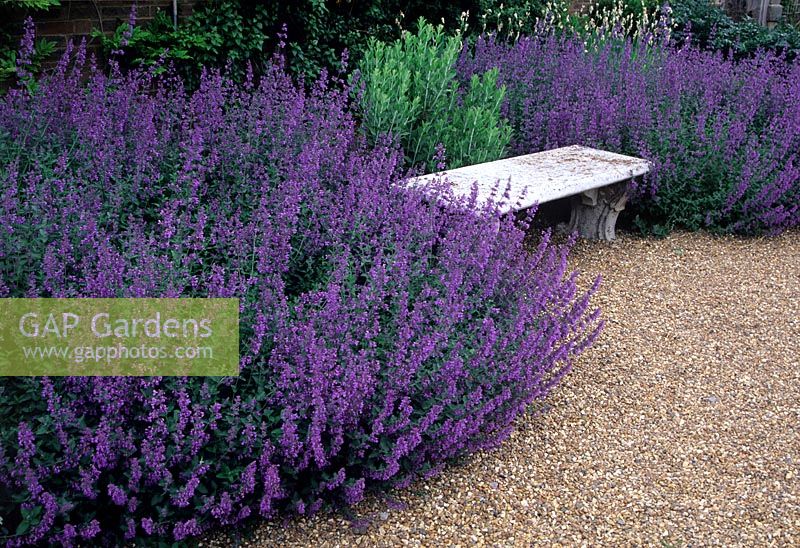 Nepeta - Catmint - large planting either side of a bench set in gravel