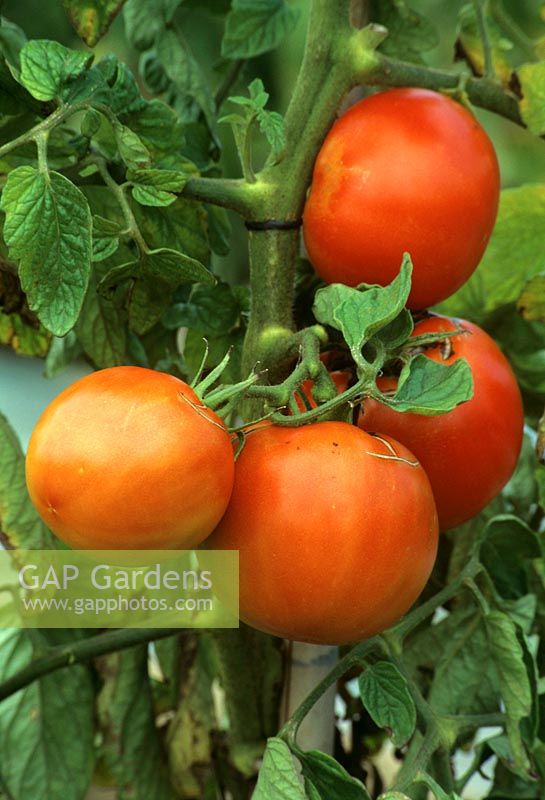 Lycopersicon esculentum 'Saint Pierre' - Tomato - fruit in growing plant