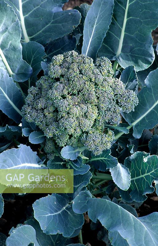 Brassica oleracea italica - Broccoli - ready to pick