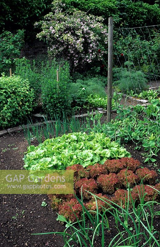 View over corner of vegetable bed near path, contains: Allium cepa - Onion, Lactuca sativa 'Lollo Rossa' - Lettuce - and green-leaved cultivar 