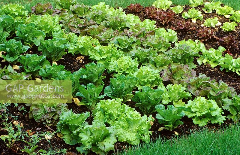 Bed with a variety of different Lactuca sativa - Lettuce - grown in rows