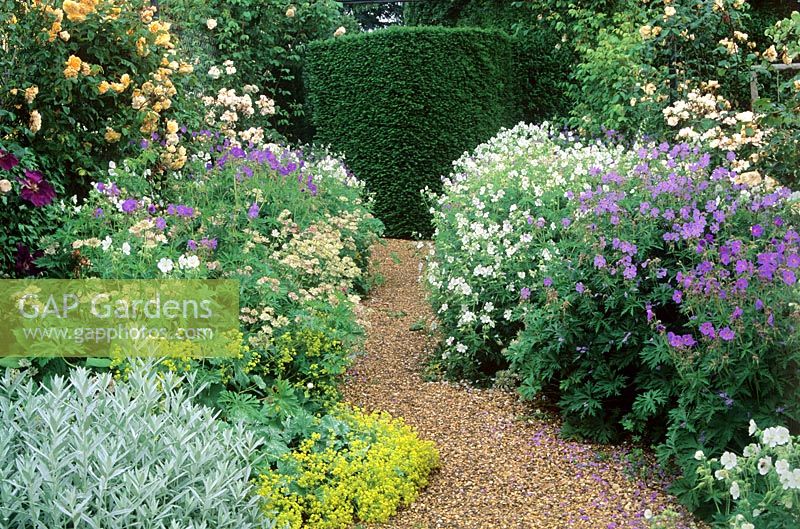 Garden with mixed borders of shrubs and perennials, including Alchemilla mollis and roses. 