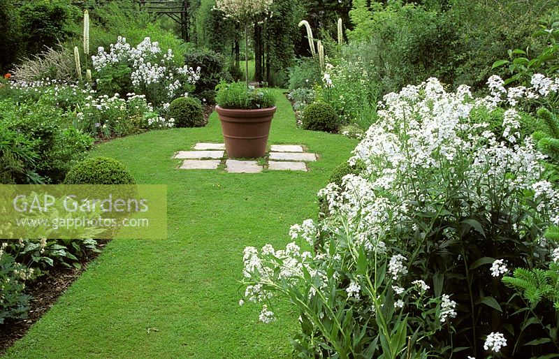 Central pot with standard tree on grass pathway, surrounded by mixed flowering borders including Hesperis matronalis - Dame's violet. 


