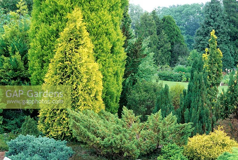 Mixed conifer garden, with Juniperus recurva, Thuja occidentalis and Thuya occidental. 