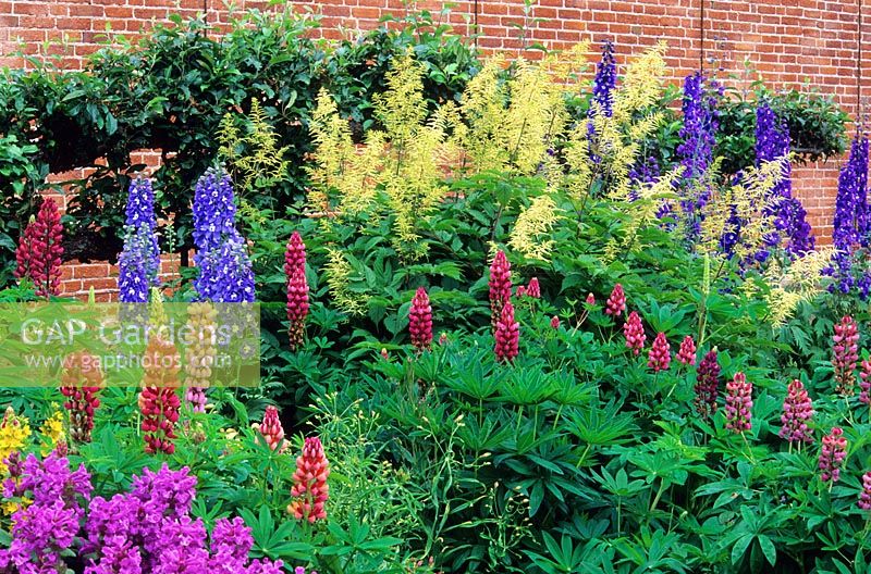 Aruncus dioicus, Delphinium and Lupinus - Lupin - in front of a brick wall