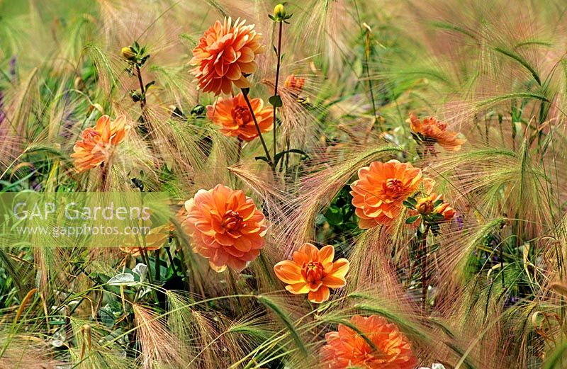 Dahlia with Hordeum - Foxtail Barley 