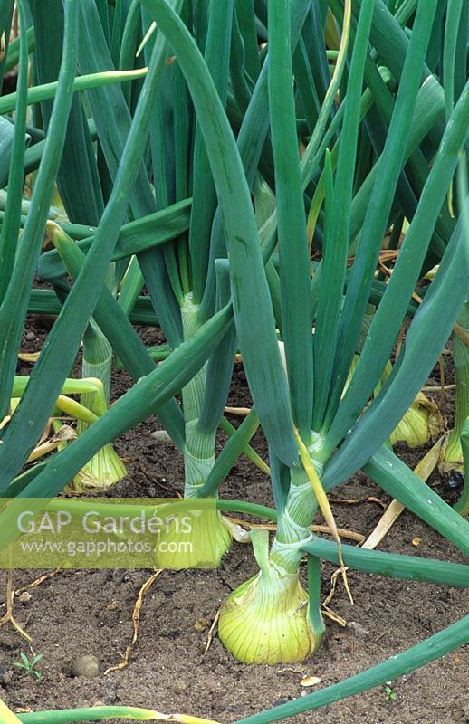 Allium cepa - Onion - growing in ground