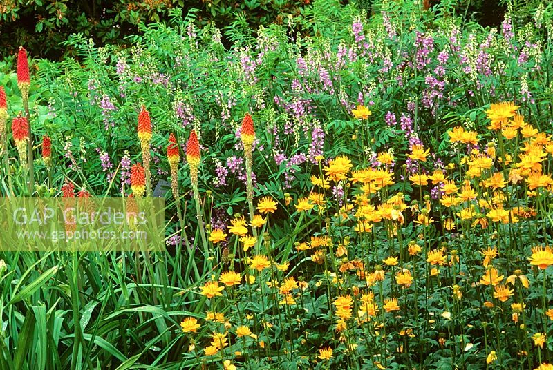 Mixed flowerbed with Kniphofia uvaria and Trollius spp.