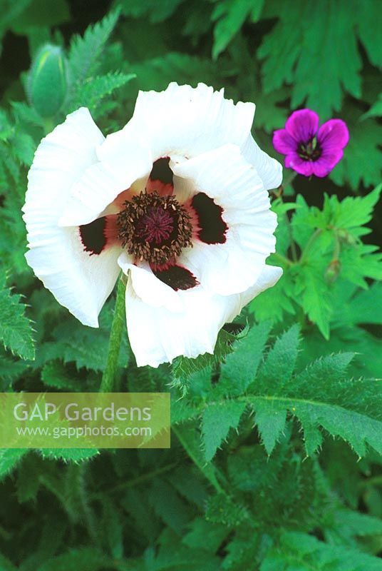 Papaver orientale - Oriental poppy 