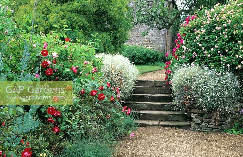 Roses flowering by steps in formal garden. 
