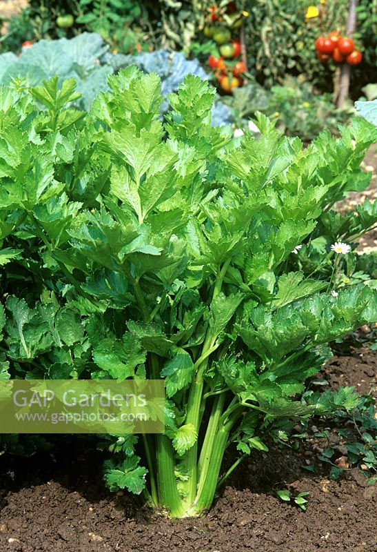 Apium graveolens dulce - Celery 