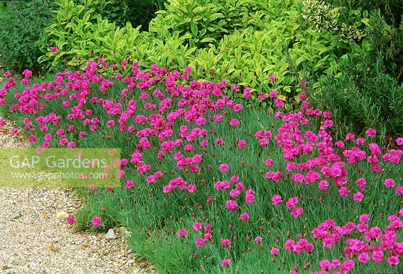 Mixed summer border with Dianthus alpinus and Salvia officinalis