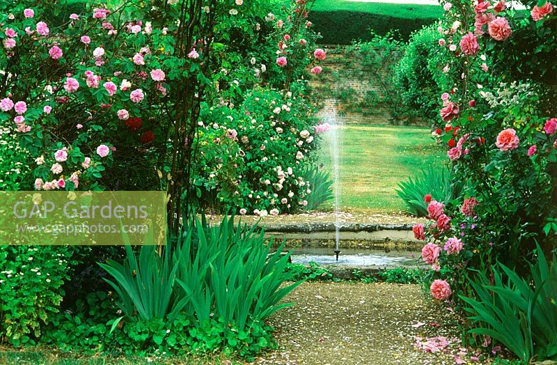 Water fountain in pond in formal garden with flowering roses. 
