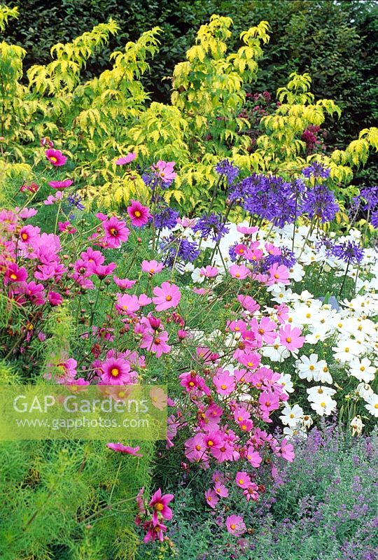 Mixed perennial border with Agapanthus and Cosmos. 

