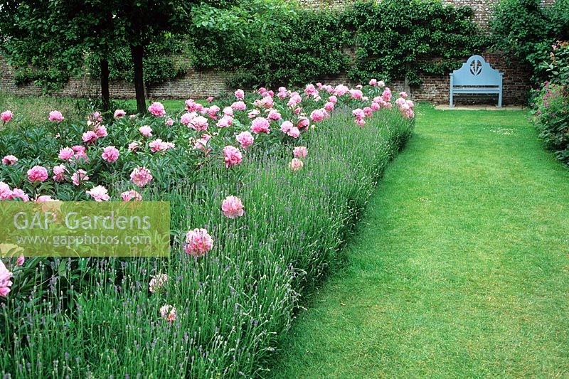 Lawn divides a Summer border planted with Lavander and peonies 
