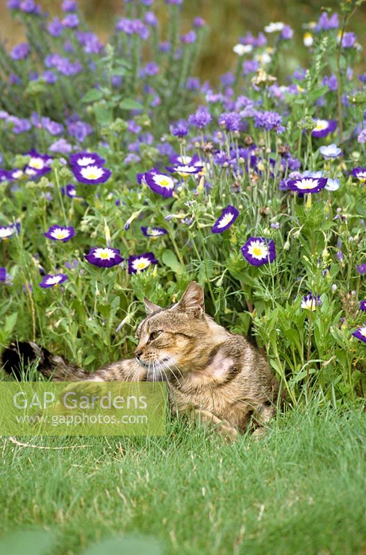 Domestic cat laying in a flower bed