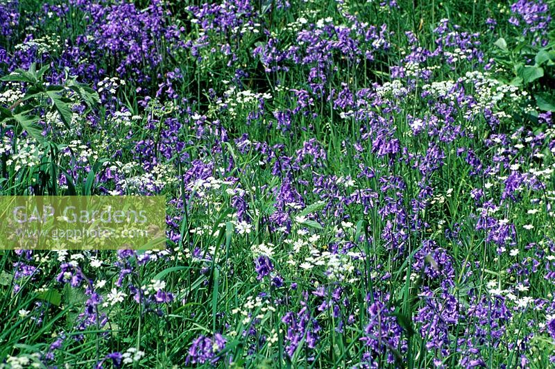 Spring meadow with Filipendula ulmaria - Meadowsweet
