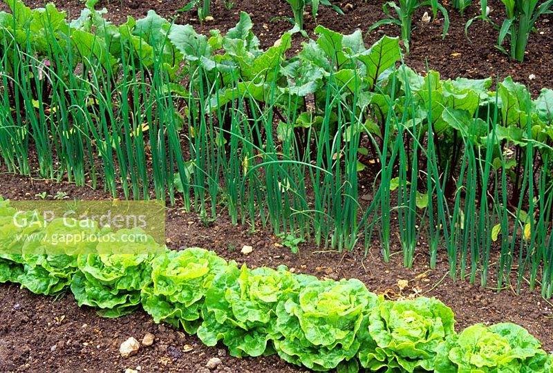 Lettuce, onions, and beetroot in a vegetable garden
