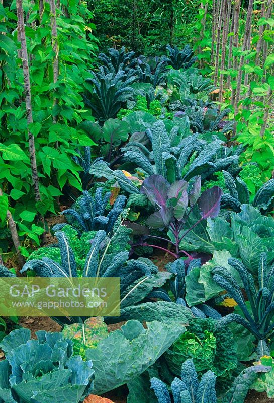 Brassica - Kale plants growing in row in vegetable garden. 