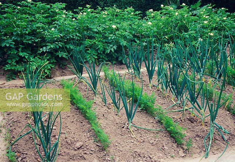 Vegetable path planted with rows of onions - Allium cepa and carrots - Daucus carotta
