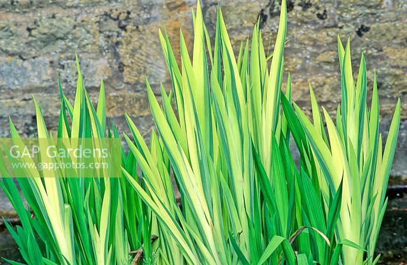 Iris pseudacorus - yellow flag iris