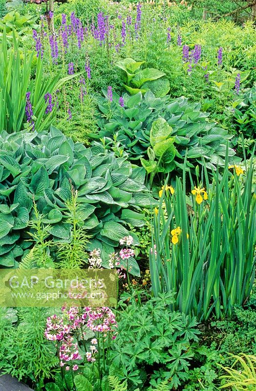 View over mixed herbaceous border with Hosta and Iris. 