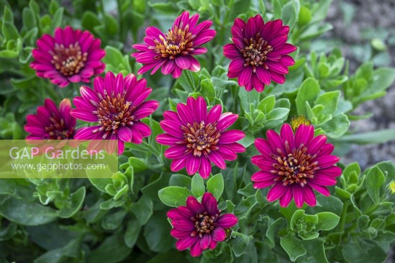 Osteospermum 'Special Erato Double Red' - African daisy