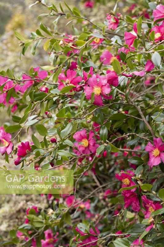 Camellia sasanqua 'Crimson King' in November