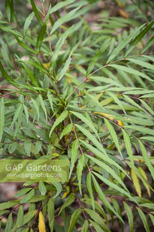 Mahonia eurybracteata 'Sweet Winter' in November
