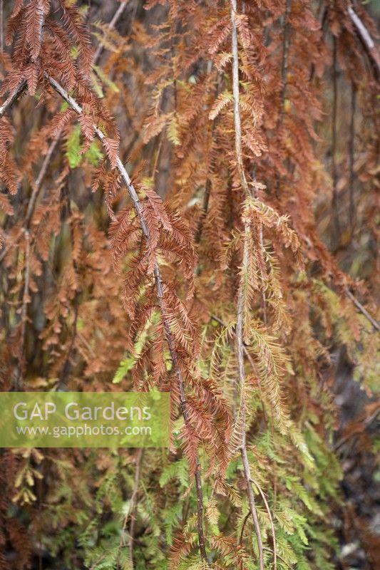 Taxodium distichum 'Cascade Falls' in November