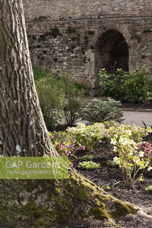 Winter planting in the South Garden at the Bishop's Palace, Wells in March including hellebores and brunnera.