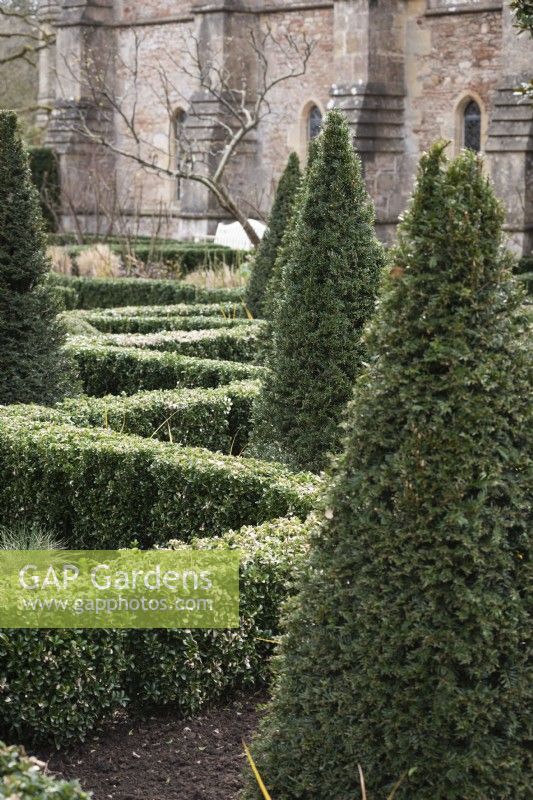 Yew pyramids amongst low hedging of Euonymus 'Green Spire' in the East Garden at the Bishop's Palace, Wells in March