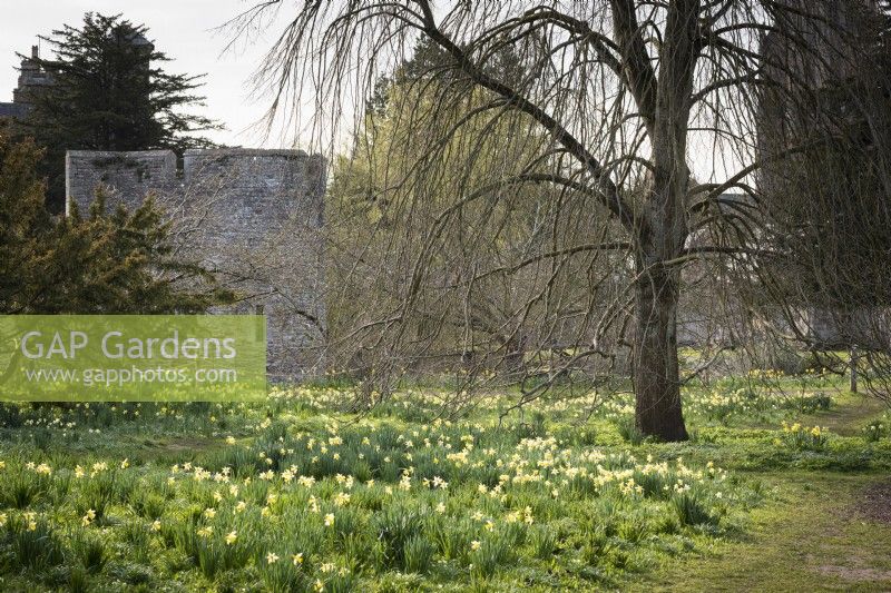 Daffodils in the arboretum at the Bishop's Palace, Wells in March