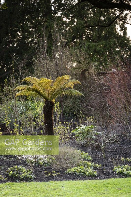Tree fern in a border in the garden of the Bishop's Palace, Wells in March