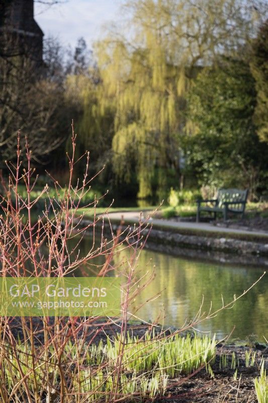 Bright stems of cornus frame the large pond in the Bishop's Palace garden, Wells in March